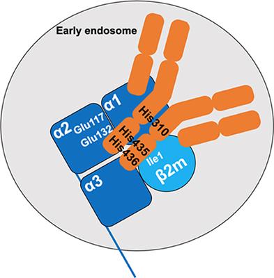 Relevance of the Materno-Fetal Interface for the Induction of Antigen-Specific Immune Tolerance